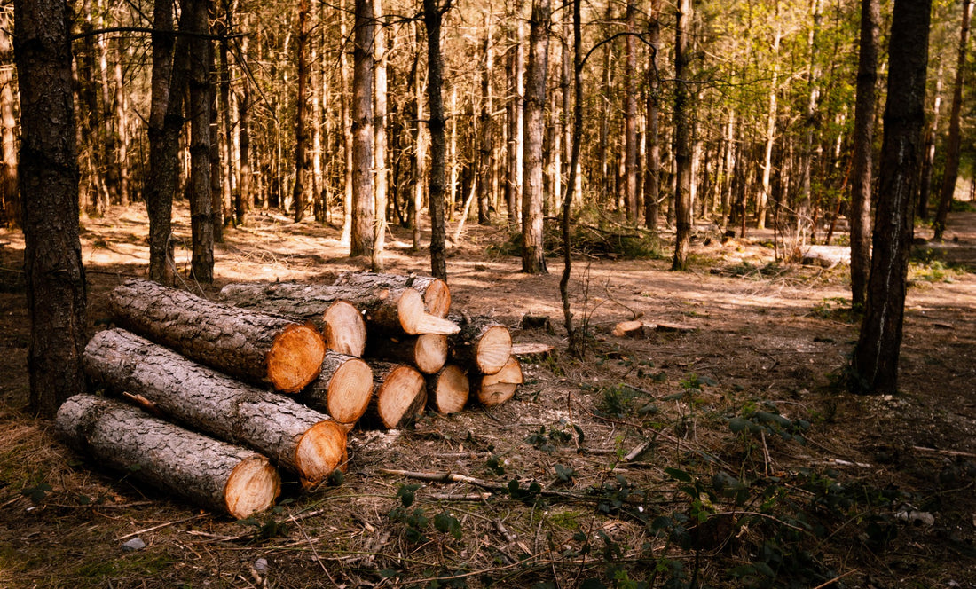 The beauty of wood